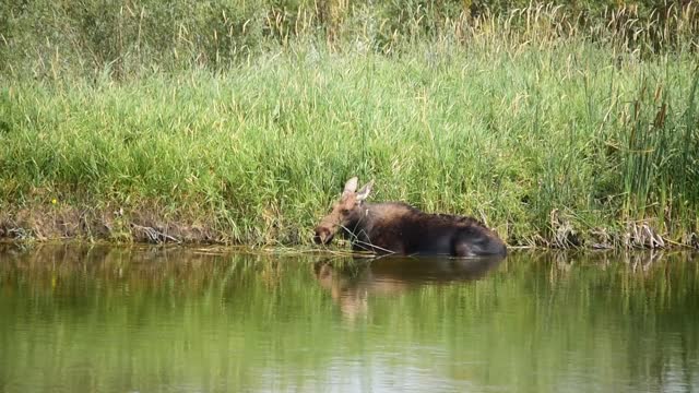 Moose on Seedskadee National Wildlife Refuge