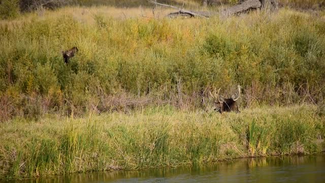 Moose at Seedskadee National Wildlife Refuge