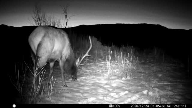 Trail Camera