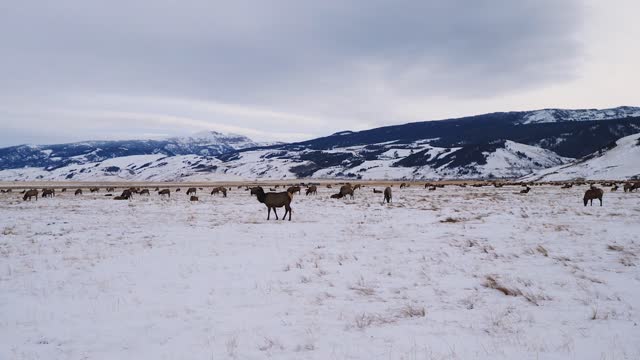 Winter Sleigh Ride