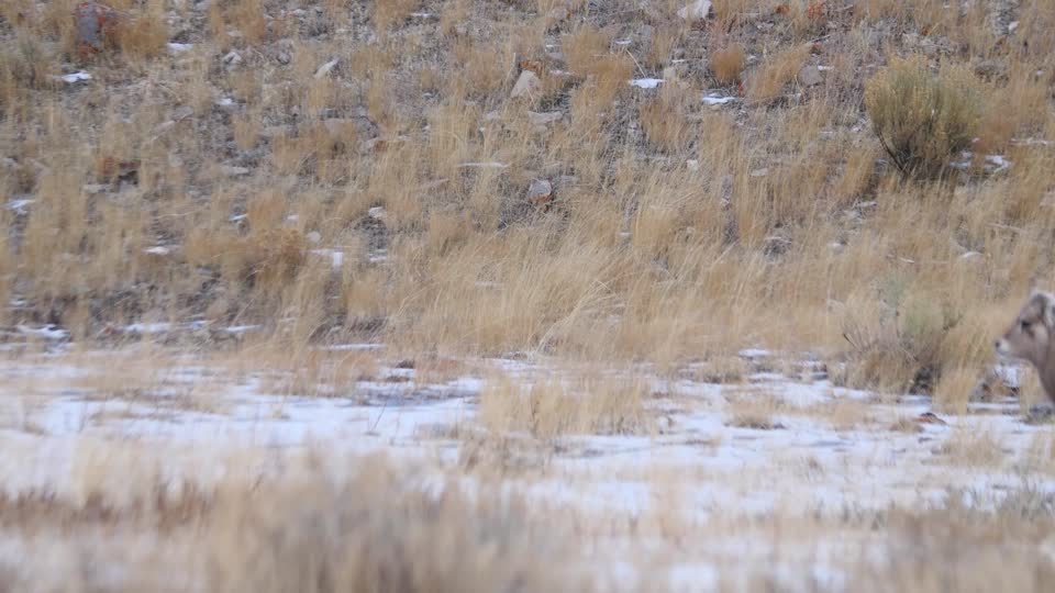 Refuge Road Wildlife Watching