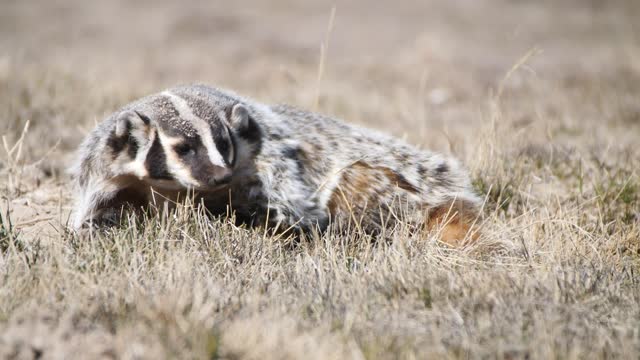Basking Badger