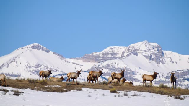 Spring on the National Elk Refuge