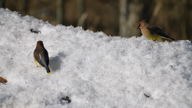 Cedar Waxwings