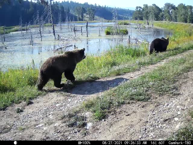 Grizzly Bears