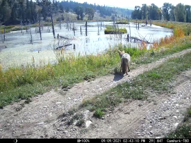 Curious Coyote