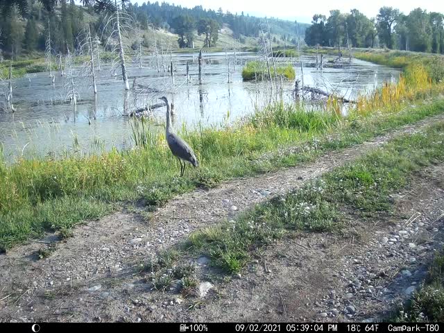 Great Blue Heron
