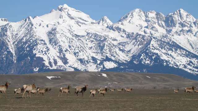 Elk on the move!