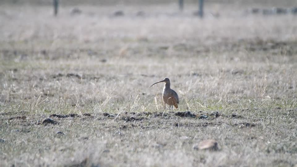 Long-billed Curlew