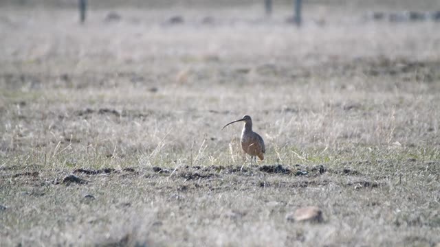 Long-billed Curlew