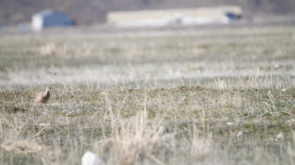 Long-billed Curlew