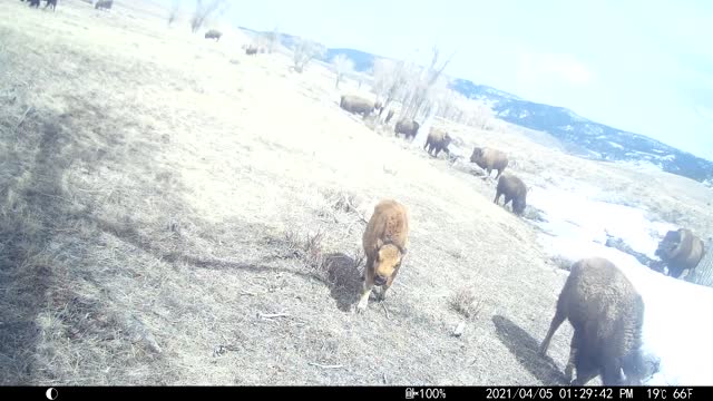 Baby Bison