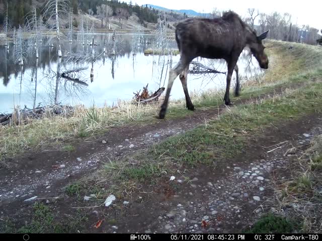 Trail Camera