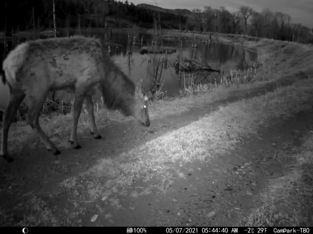 Trail Camera