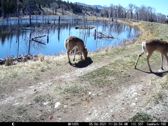 Trail Camera