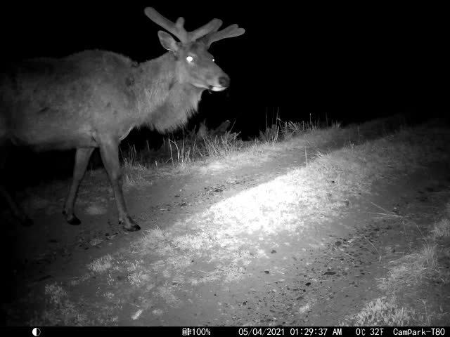 Trail Camera