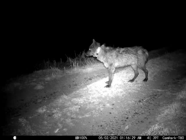 Trail Camera