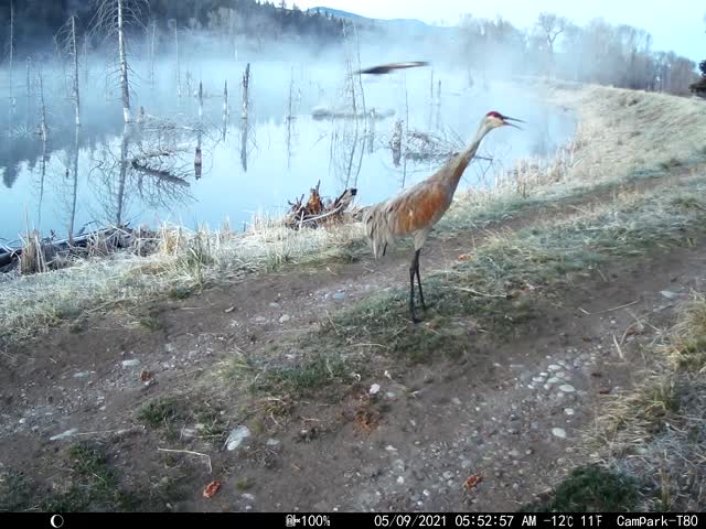 Trail Camera