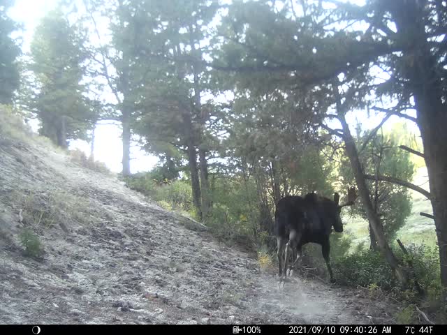 Moose flees from wolf