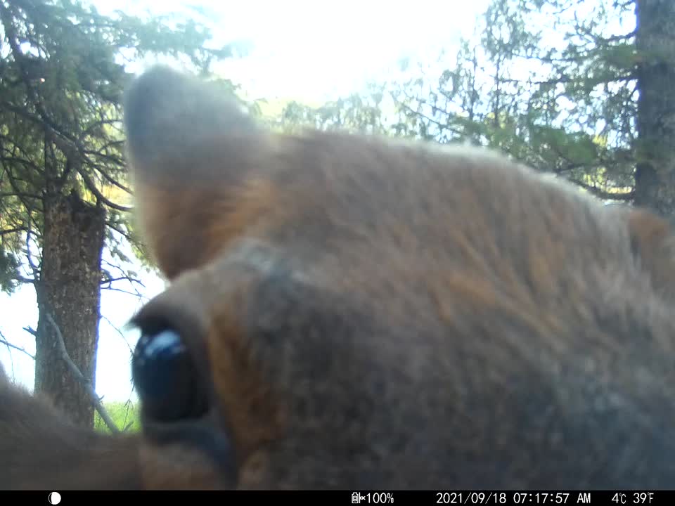 Trail camera on the National Elk Refuge