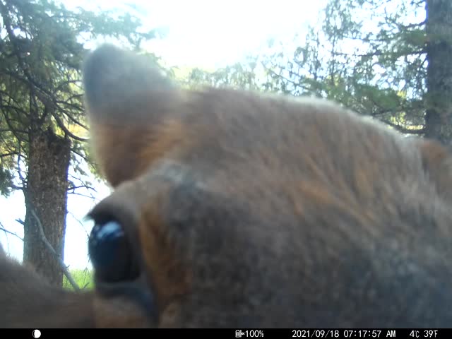 Trail camera on the National Elk Refuge