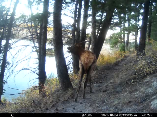 Trail camera on the National Elk Refuge