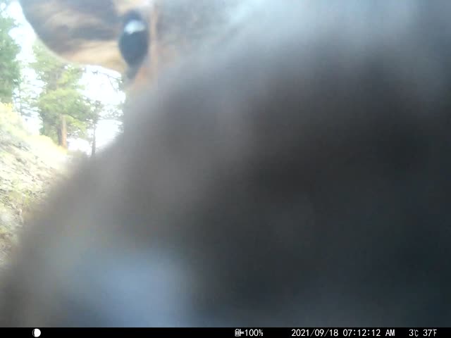 Trail camera on the National Elk Refuge