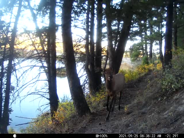 Trail camera on the National Elk Refuge