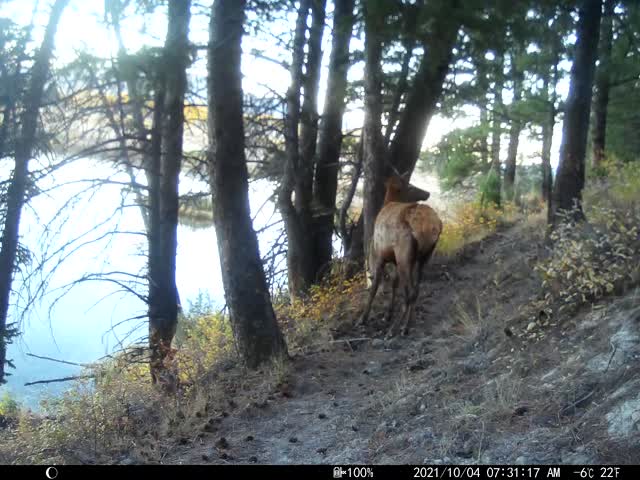 Trail camera on the National Elk Refuge