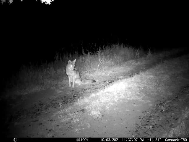 Trail camera on the National Elk Refuge