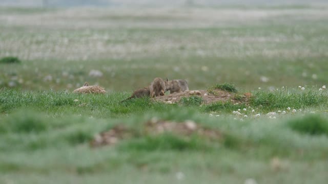 Coyote Pups