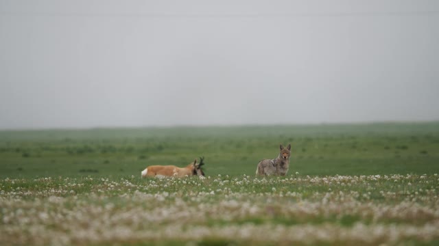 Coyote Keeping a Watchful Eye