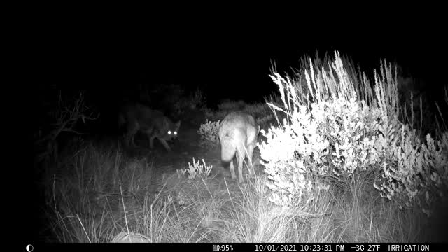 Coyote on the National Elk Refuge