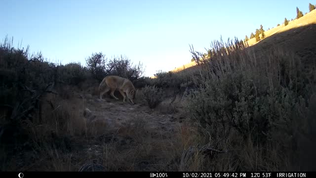 Coyote on the National Elk Refuge