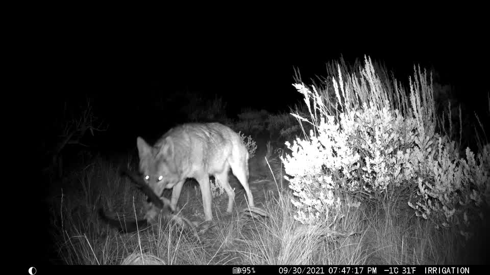 Coyote on the National Elk Refuge