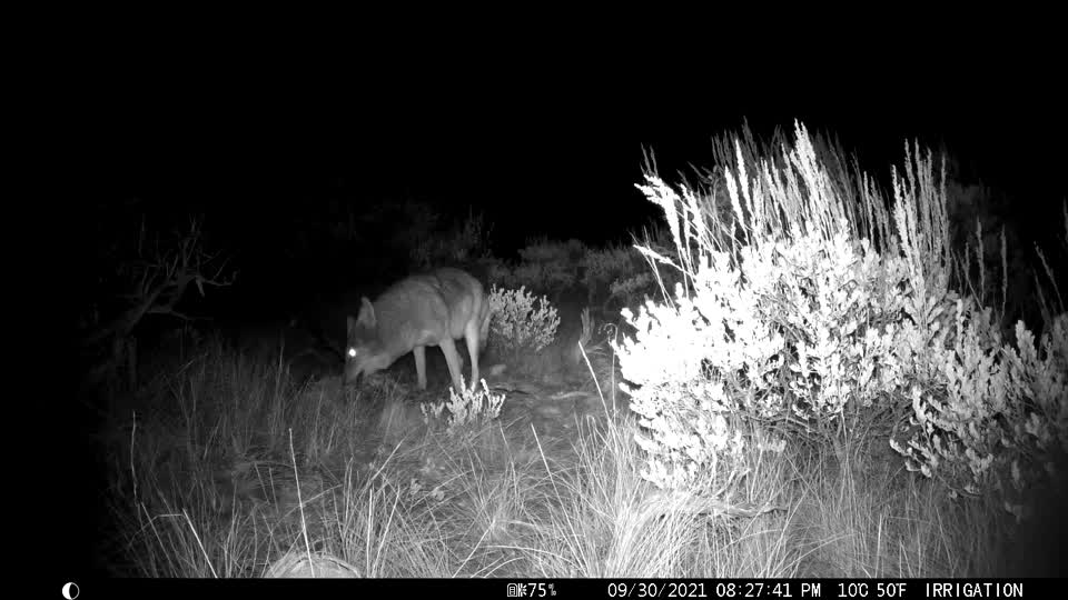 Coyote on the National Elk Refuge