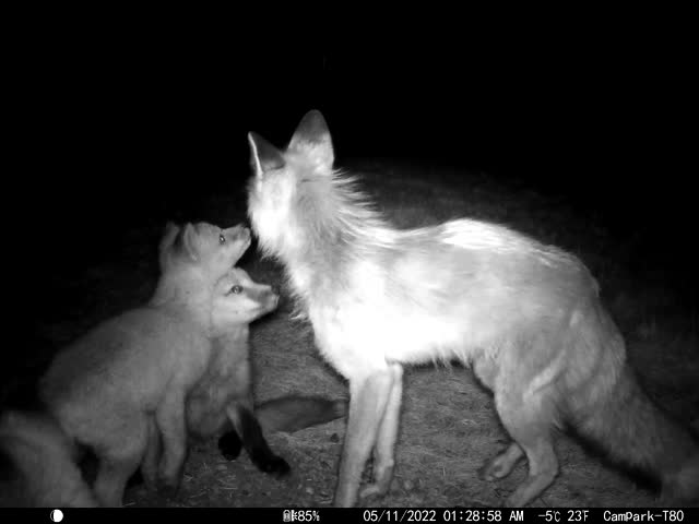 Fox Squad on the National Elk Refuge