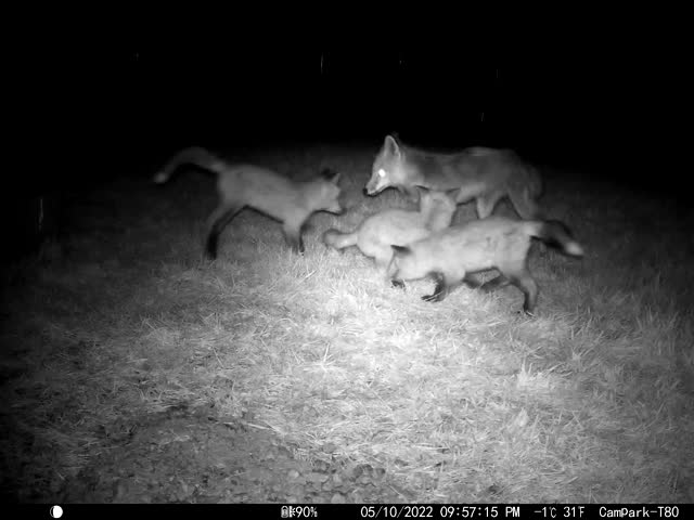 Fox Squad on the National Elk Refuge