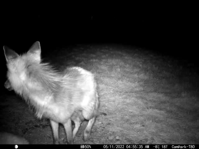 Fox Squad on the National Elk Refuge