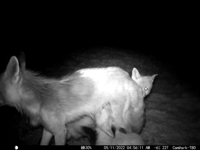 Fox Squad on the National Elk Refuge