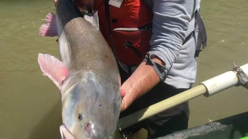 Colorado Pikeminnow Release