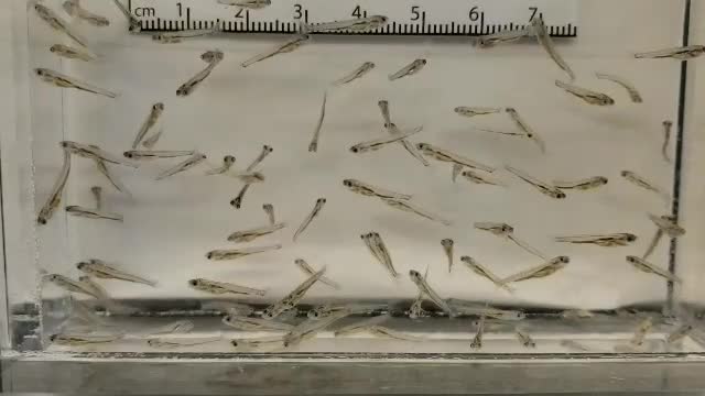 Razorback larvae