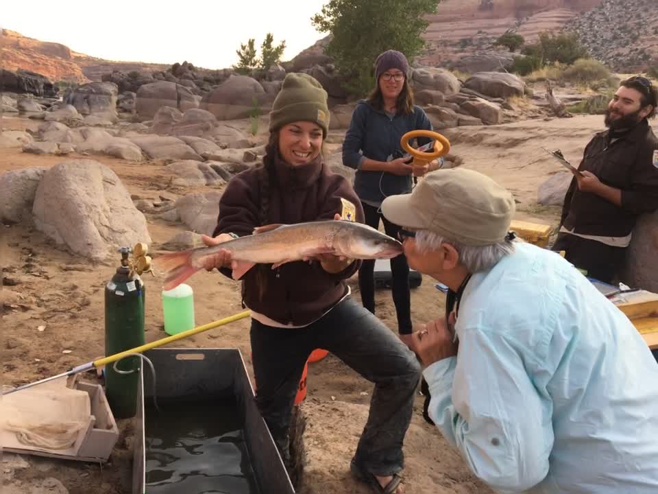 Colorado Pikeminnow Kisses