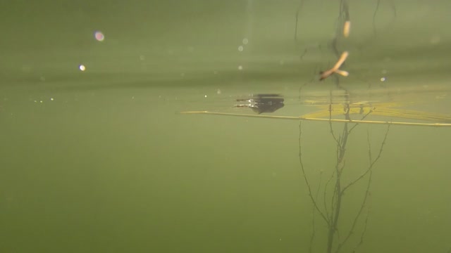 Hatchery Ponds Are Not Only For Fish