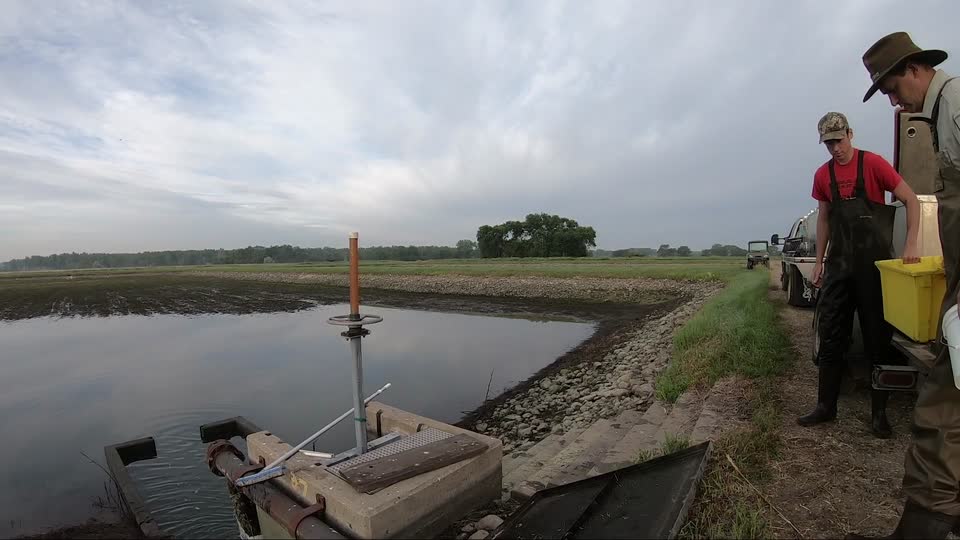 Harvesting Fish From a Pond at Gavins Point National Fish Hatchery