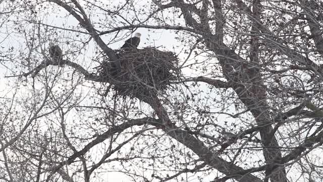 Bald Eagles at Gavins Point National Fish Hatchery