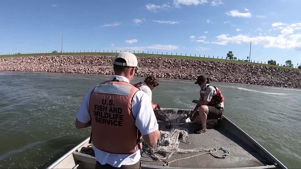 Blue Sucker Capture on the Missouri River