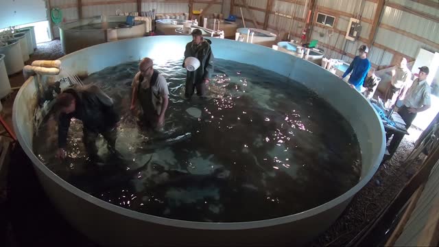 Paddlefish Spawning Footage From Gavins Point National Fish Hatchery