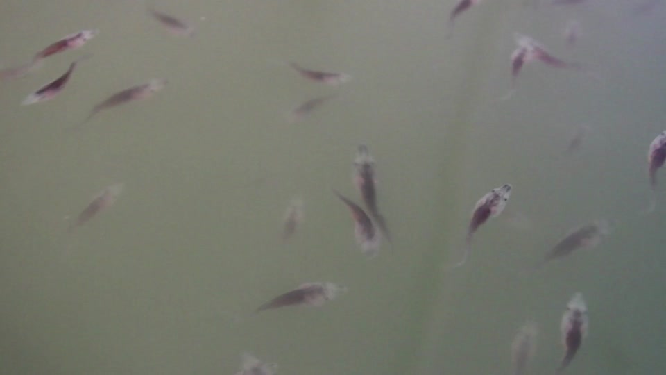 Paddlefish-Filled Ponds at Gavins Point National Fish Hatchery