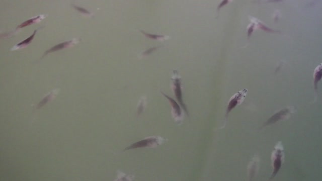 Paddlefish-Filled Ponds at Gavins Point National Fish Hatchery